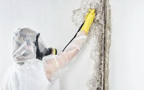 North Myrtle Beach, SC Mold Removal & Remediation Company